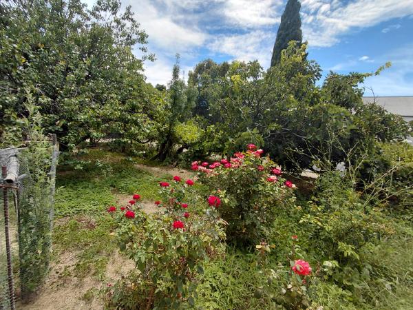 Back view Roses in Hanglip Rose Garden