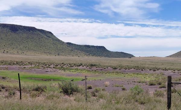 Vergelegen across road drainage pond with warthog