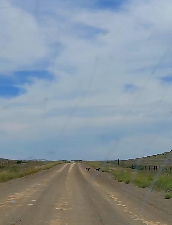Two warthog on the road at Vergelegen